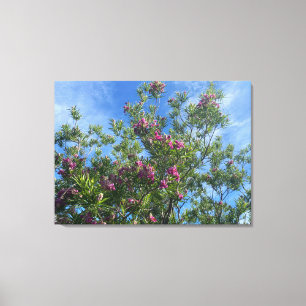 A Blooming California:Desert Willow Canvas Print
