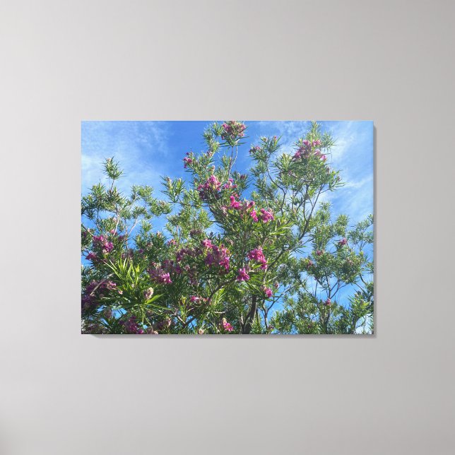 A Blooming California:Desert Willow Canvas Print (Front)