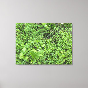 A Blooming California: February Stars Canvas Print