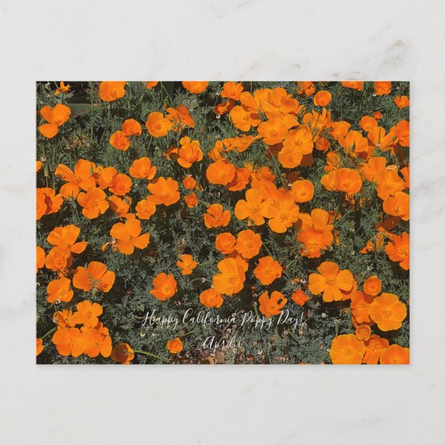 A Blooming California: Happy California Poppy Day! Postcard (Front)
