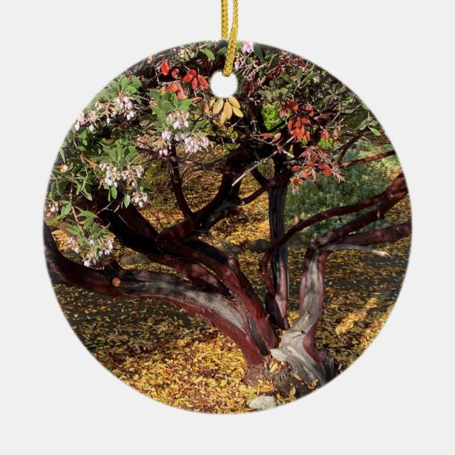 A Blooming California: Manzanita Ceramic Tree Decoration (Front)