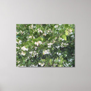 A Blooming California: Manzanita Dr. Hurd Canvas Print