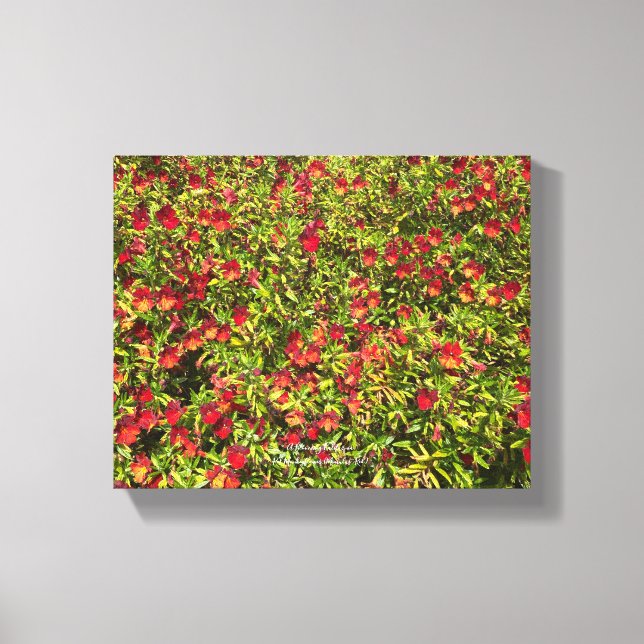 A Blooming California: Mimulus 'Red' Canvas Print (Front)