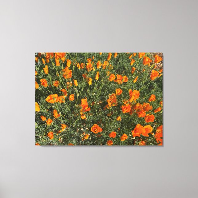 A Blooming California: Morning Poppies Canvas Print (Front)