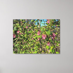 A Blooming California: Pink Currant Canvas Print