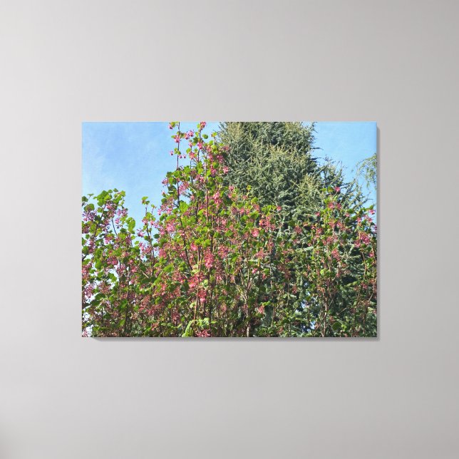 A Blooming California: : Pink Currant Canvas Print (Front)