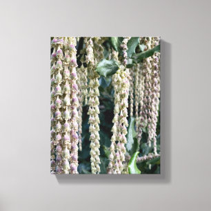 A Blooming California: Silk Tassels Canvas Print