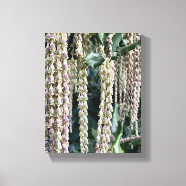 A Blooming California: Silk Tassels Canvas Print (Front)