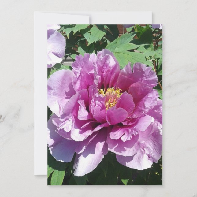 A blossoming peony flower blank card (Front)