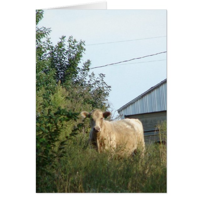 A Blue Bovine, All Occasion Blank Greeting Card (Front)