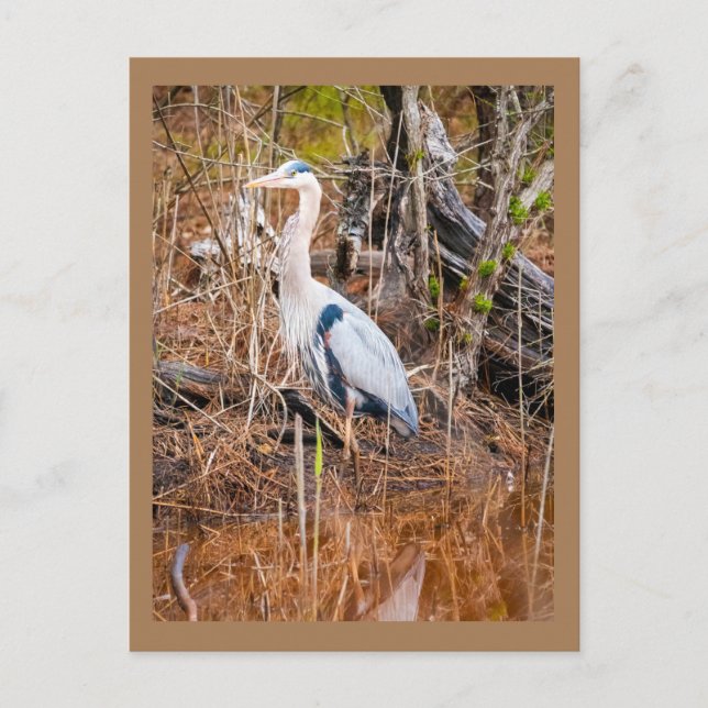 A blue heron art postcard (Front)