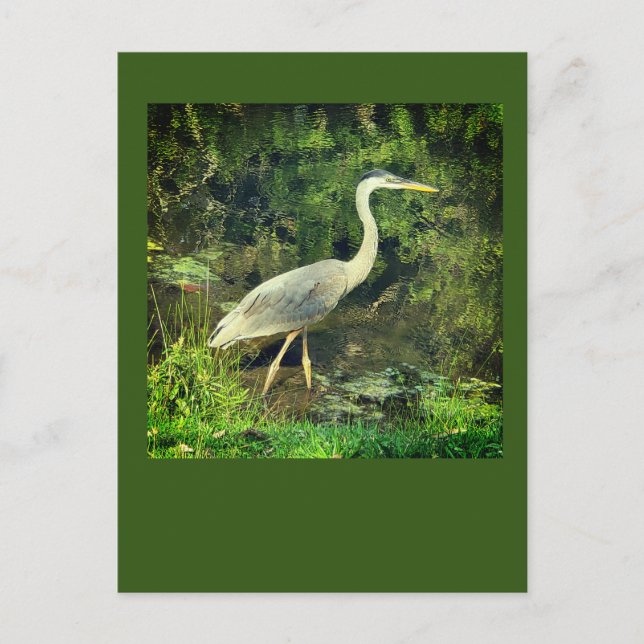 A blue heron postcard (Front)