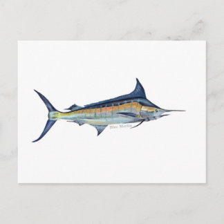 A Blue Marlin fish postcard