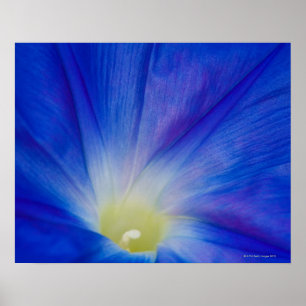 A blue morning glory flower poster