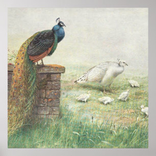 A Blue Peacock and white peahen with chicks Poster