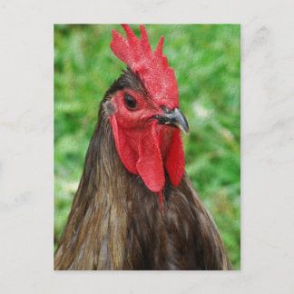 A Blue Rooster Postcard