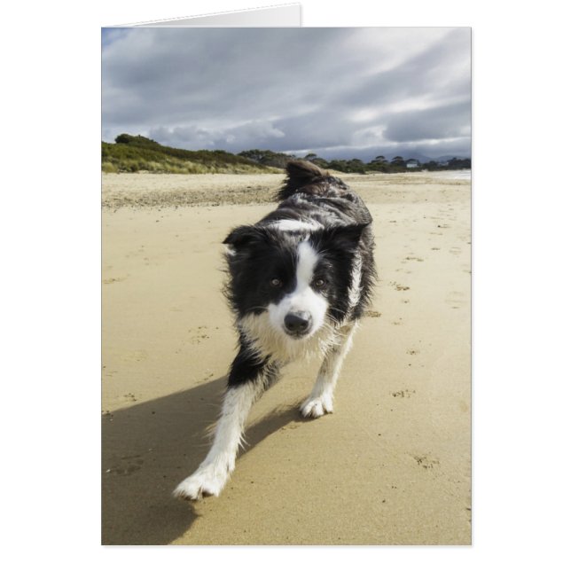 A Border Collie Dog Running On The Beach (Front)