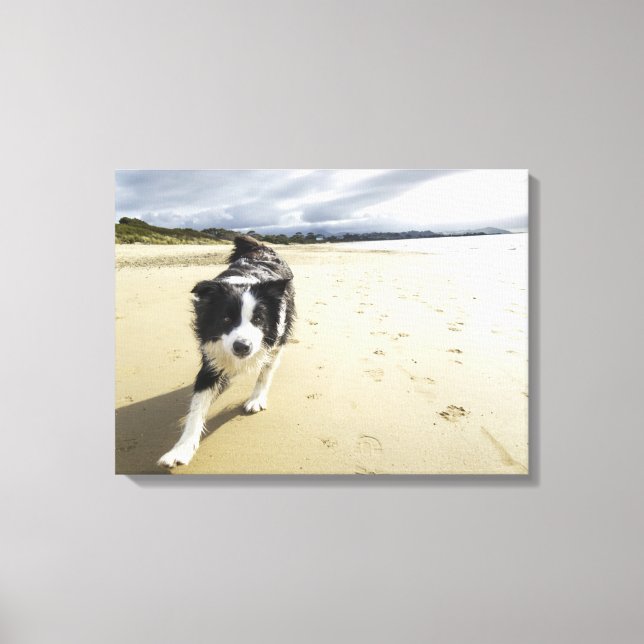 A Border Collie Dog Running On The Beach Canvas Print (Front)
