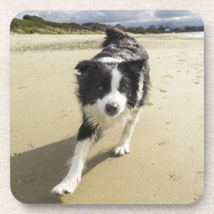 A Border Collie Dog Running On The Beach Coaster