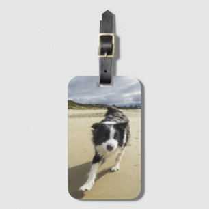 A Border Collie Dog Running On The Beach Luggage Tag