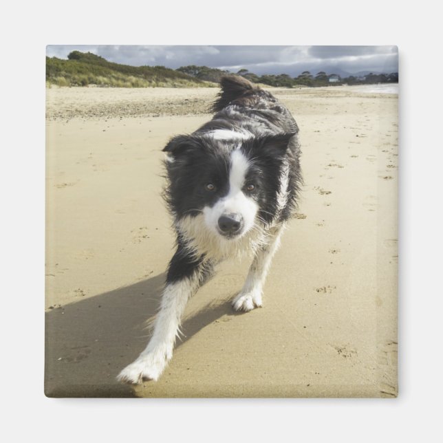 A Border Collie Dog Running On The Beach Magnet (Front)