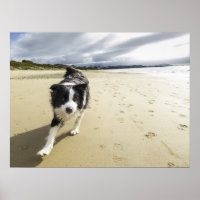 A Border Collie Dog Running On The Beach
