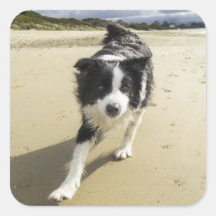 A Border Collie Dog Running On The Beach Square Sticker