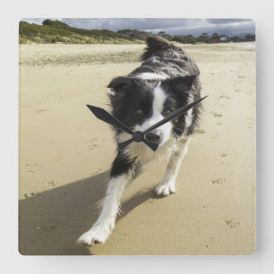 A Border Collie Dog Running On The Beach Square Wall Clock
