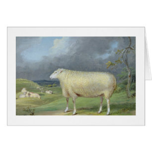 A Border Leicester Ewe (oil on canvas)
