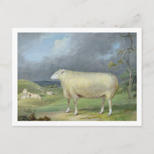 A Border Leicester Ewe (oil on canvas) Postcard
