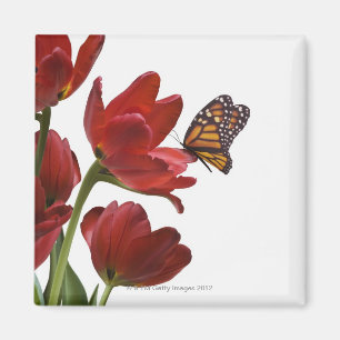 a bouquet of red tulips is visited by a monarch magnet