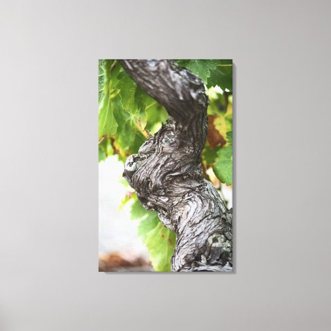 A branch of a very old vine with gnarled canvas print (Front)