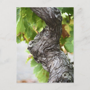 A branch of a very old vine with gnarled postcard