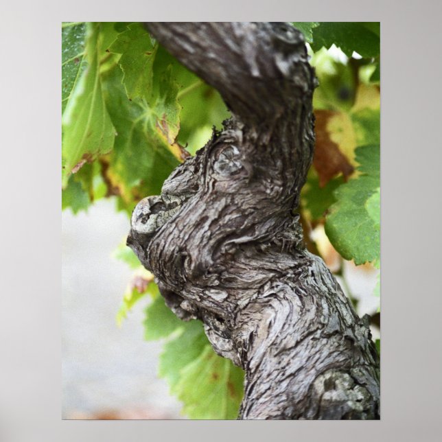 A branch of a very old vine with gnarled poster (Front)