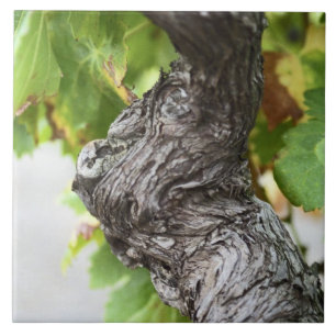 A branch of a very old vine with gnarled tile