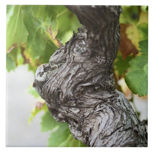 A branch of a very old vine with gnarled tile (Front)
