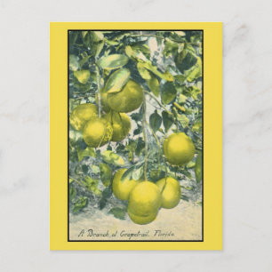 A Branch of Grapefruit, Florida Postcard