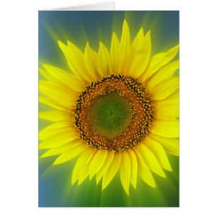 a bright sunflower