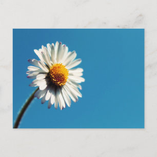 A Bright White Daisy under a Big Blue Sky Postcard