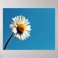 A Bright White Daisy under a Big Blue Sky