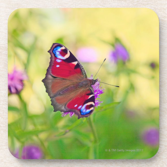 A brightly coloured Peacock butterfly is Coaster (Front)