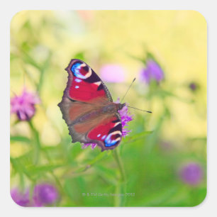 A brightly coloured Peacock butterfly is Square Sticker