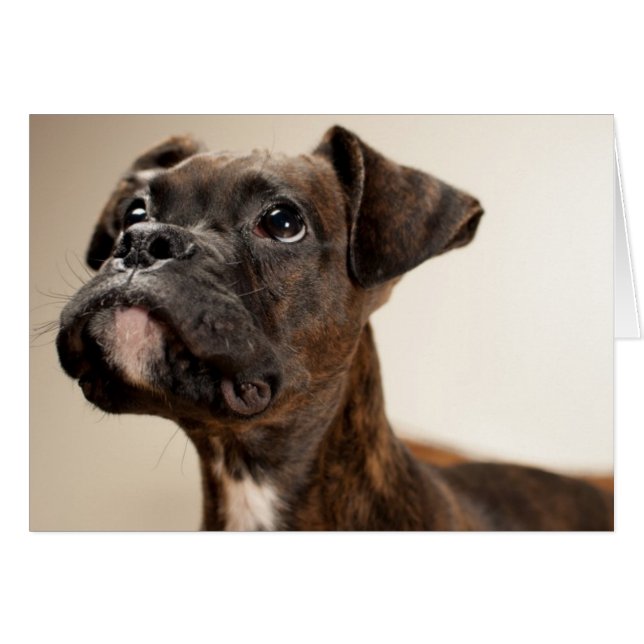 A Brindle Boxer puppy looking up curiously. (Front Horizontal)