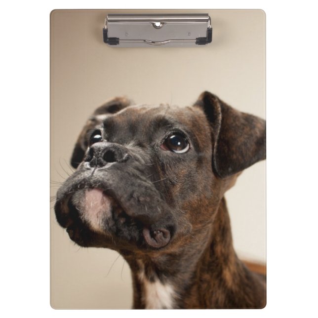 A Brindle Boxer puppy looking up curiously. Clipboard (Front)