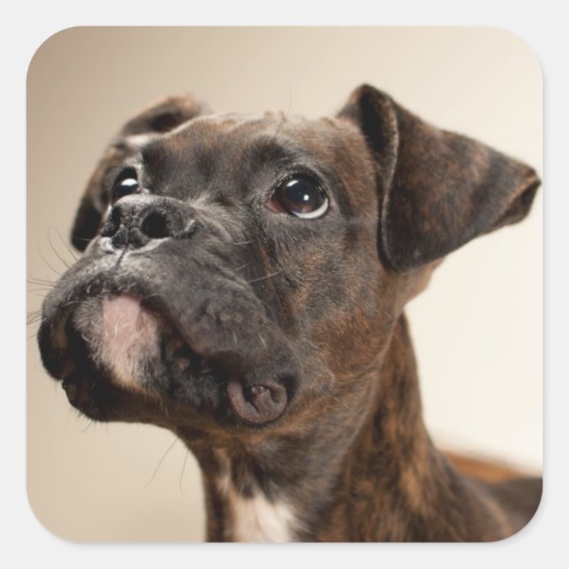 A Brindle Boxer puppy looking up curiously. Square Sticker (Front)