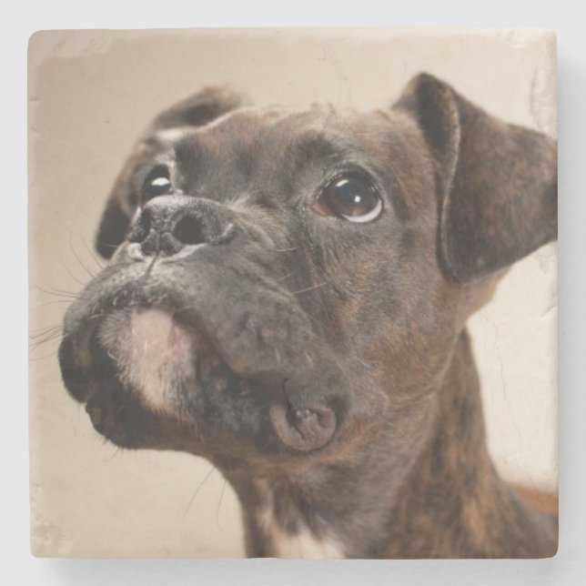 A Brindle Boxer puppy looking up curiously. Stone Coaster (Front)