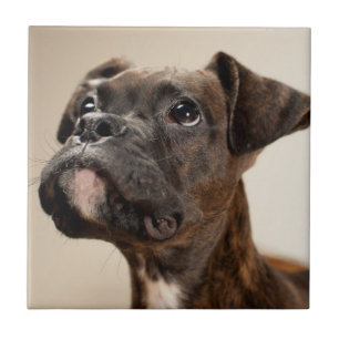 A Brindle Boxer puppy looking up curiously. Tile