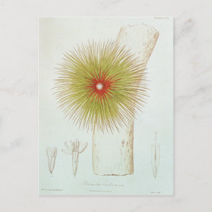 A Bromelia found in the Andes Postcard
