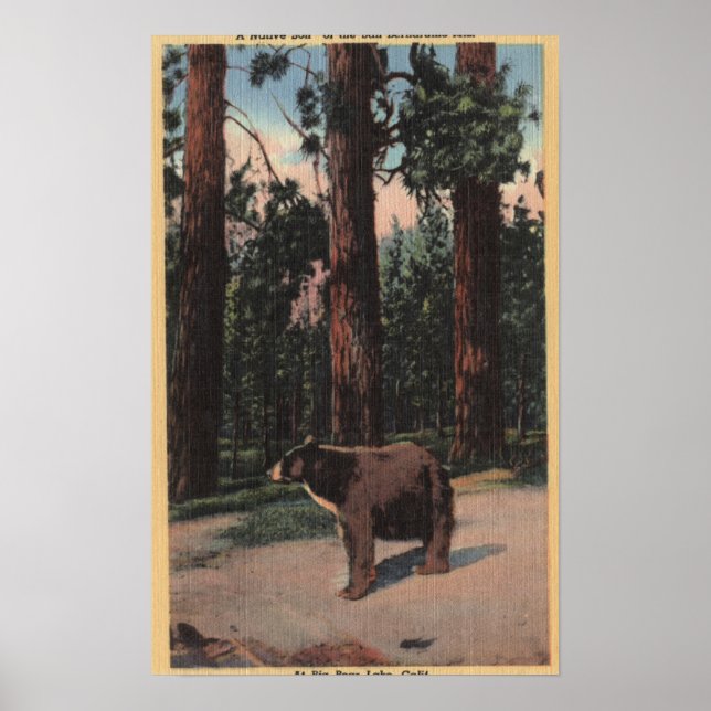 A Brown Bear in the Woods Poster (Front)