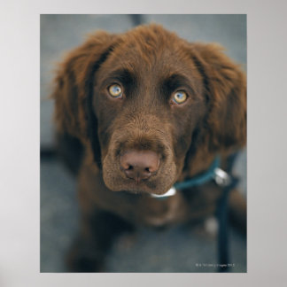 A brown dog. poster